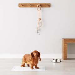 Premium Leak-Proof Dog Training Pads – Quick-Dry, Super Absorbent Pet Pee Pads for All Breeds